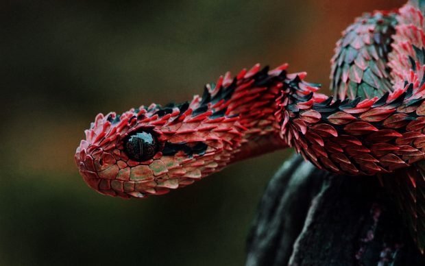 Free Download Viper Snake Background.