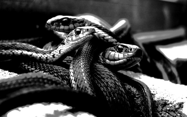 Free Download Viper Snake Image.