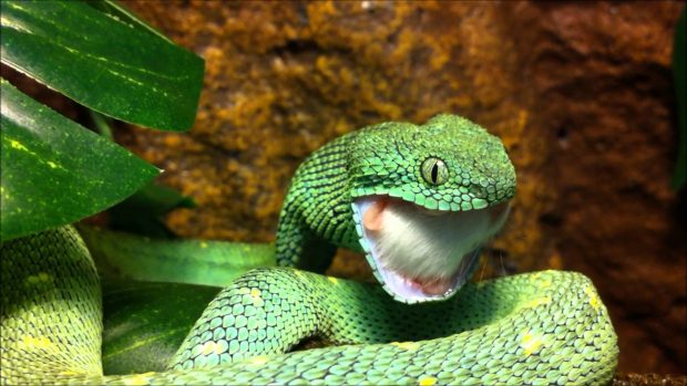 Free Download Viper Snake Photo.