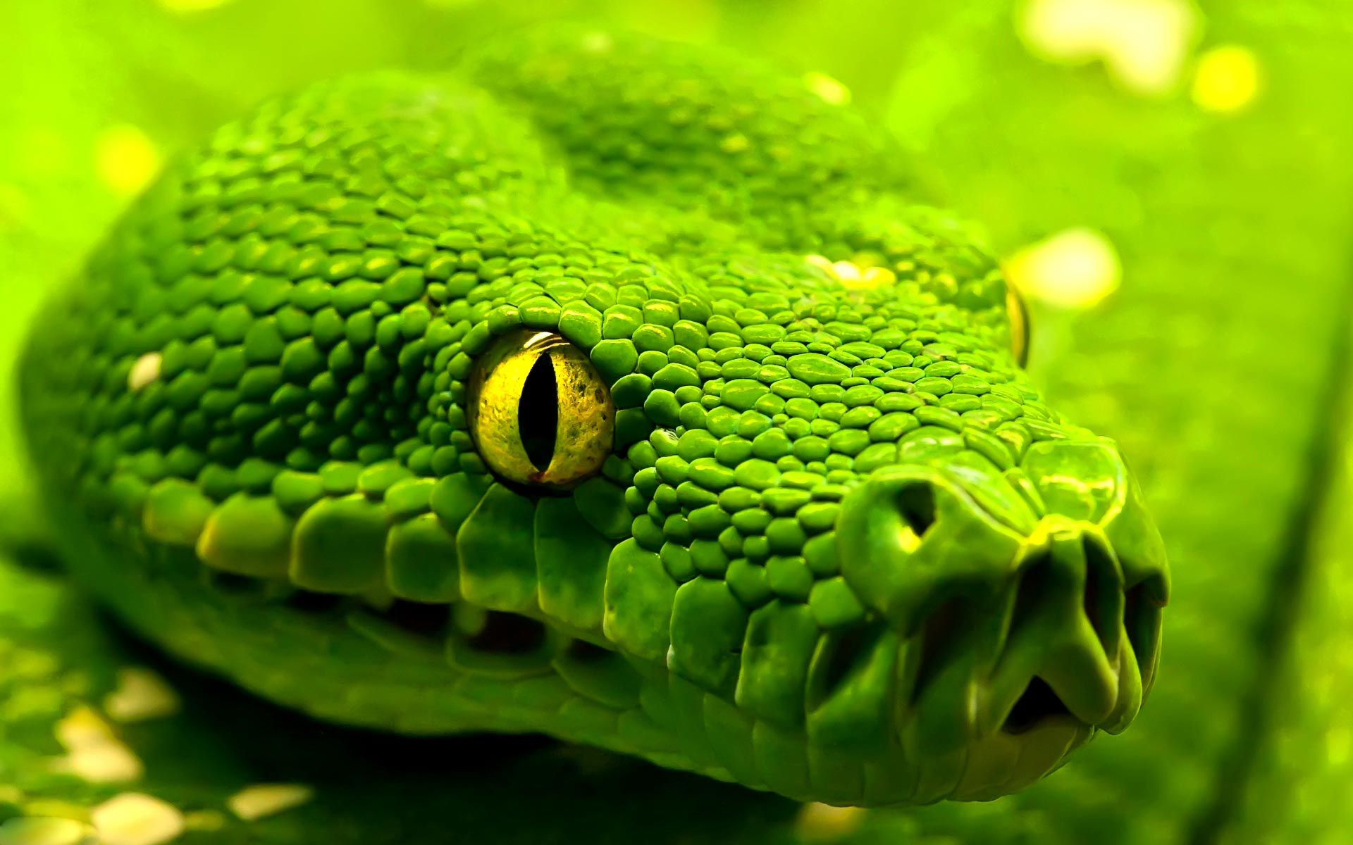 Viper Snake HD Wallpapers 