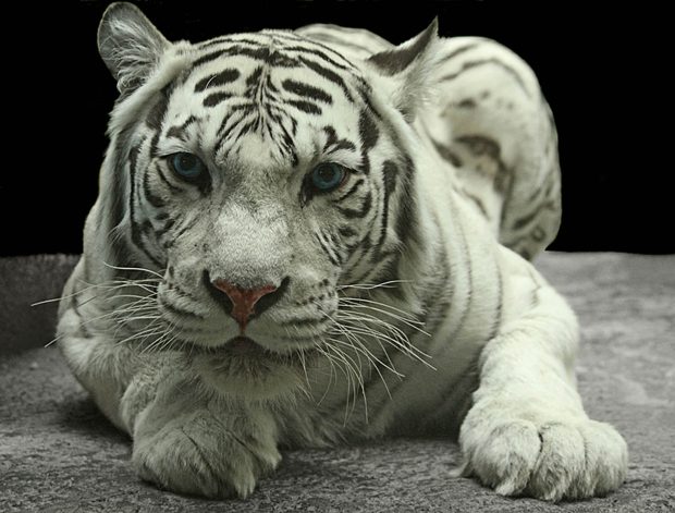 Free Download White Tiger Background.