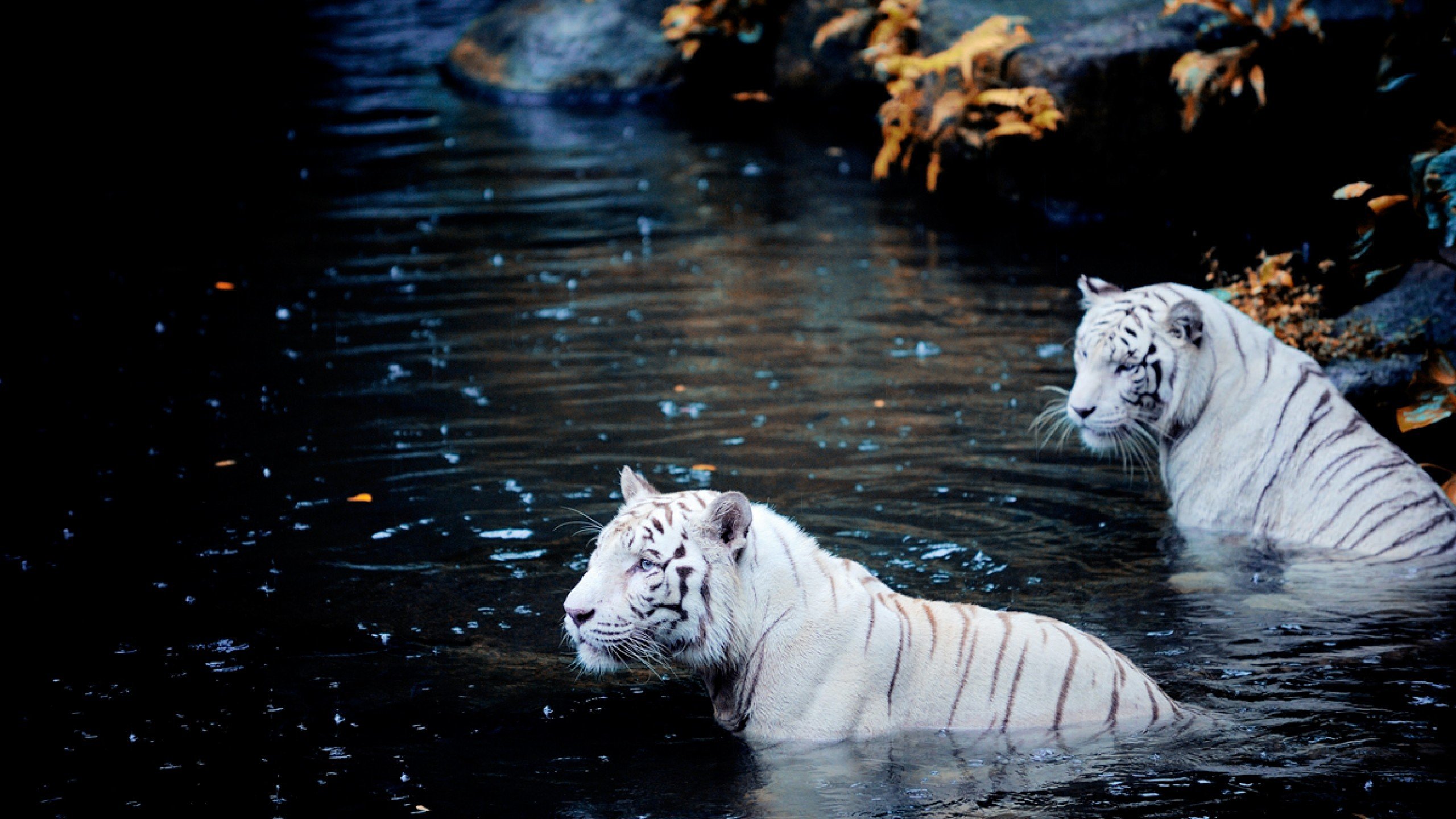 природа животные белый тигр загрузить