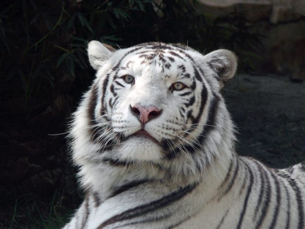 Free Download White Tiger Picture.