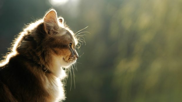 Full hd cat profile amazing wallpaper cute cat.