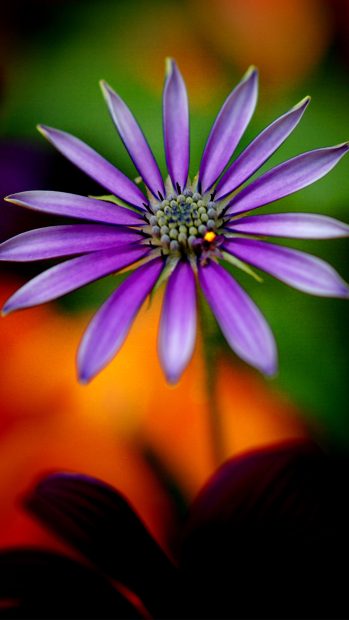 Full hd wallpapers 1080p for mobile with purple flower.