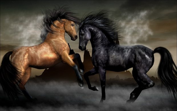 HD Black Horse Backgrounds.