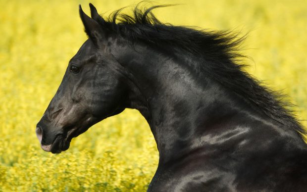 HD Black Horse Images.