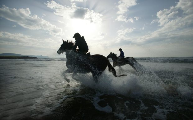 HD Black Horse Photo.