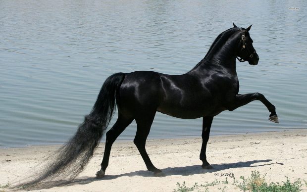 HD Black Horse Picture.