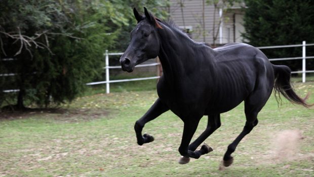 HD Black Horse Pictures.