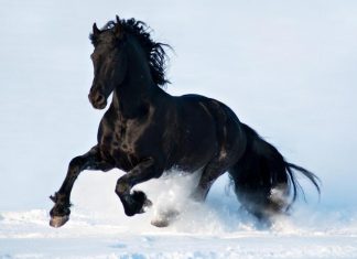 HD Black Horse Wallpaper.