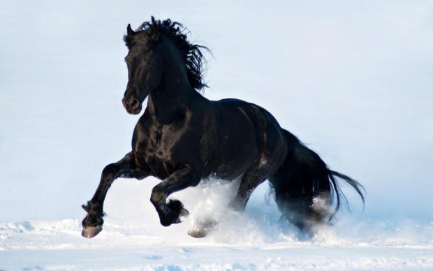 HD Black Horse Wallpaper.