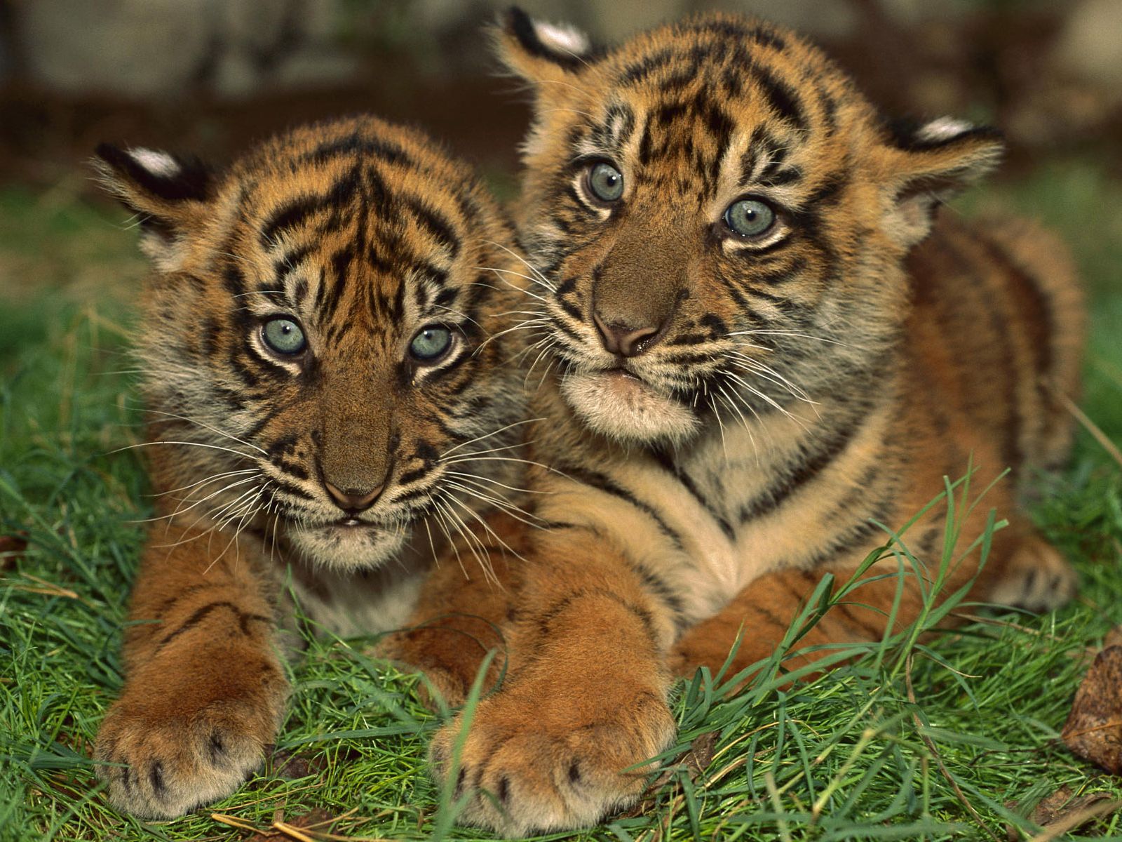  Cute  Baby  Animal  Wallpapers  Download  Free PixelsTalk Net