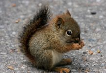 HD Cute Baby Animal Wallpapers.