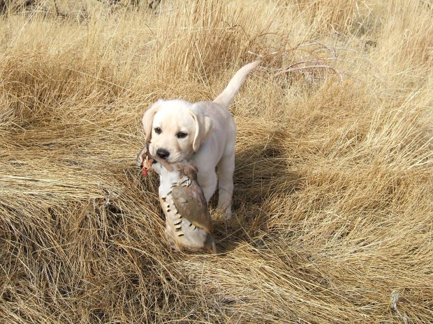 HD Duck Hunting Photos.