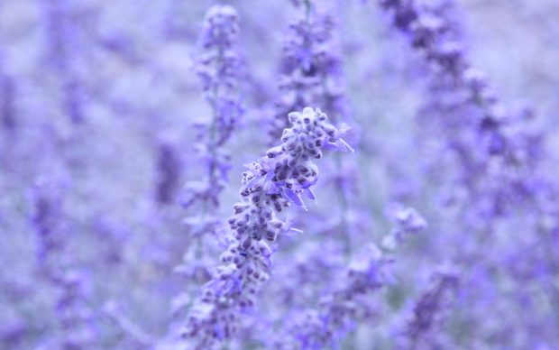 HD Lavender Flower Background.