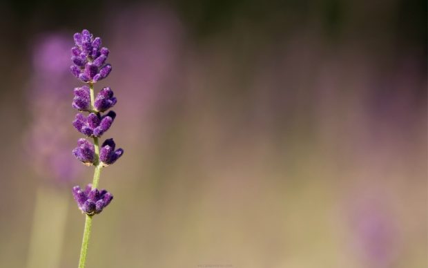 HD Lavender Flower Backgrounds.