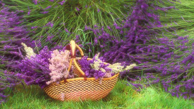 HD Lavender Flower Image.