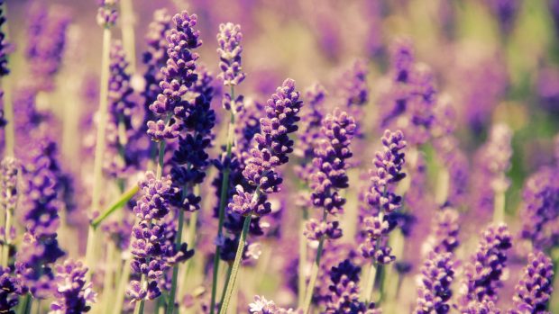 HD Lavender Flower Images.