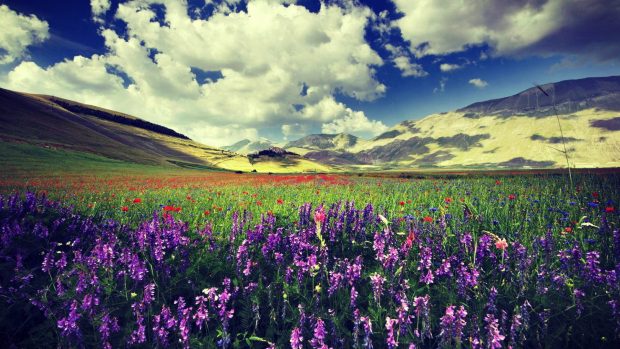 HD Lavender Flower Photo.