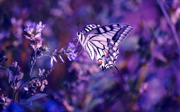 HD Lavender Flower Photos.