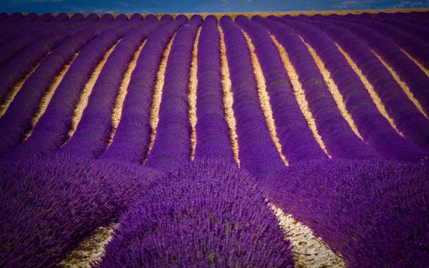 HD Lavender Flower Picture.