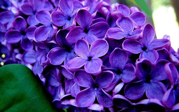 HD Lavender Flower Wallpaper.