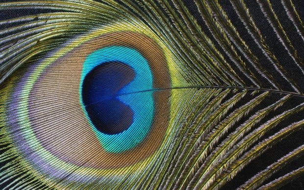 HD Peacock Feathers Image.