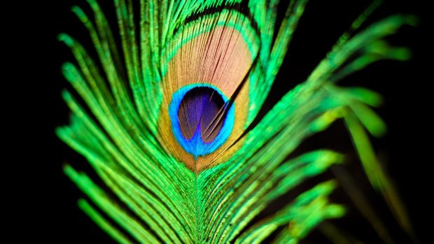 HD Peacock Feathers Photo.