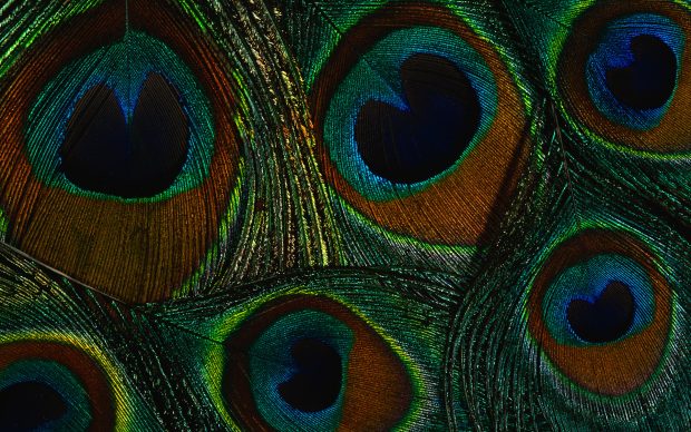 Peacock Feathers Desktop Wallpaper.