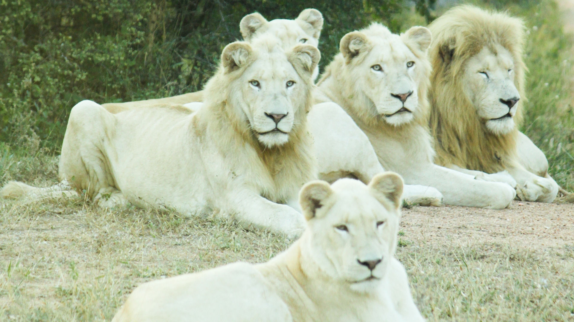 HD White Lion Wallpapers 