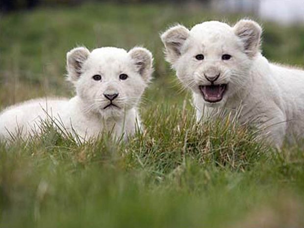 HD White Lion Image.