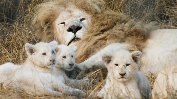 HD White Lion Images.