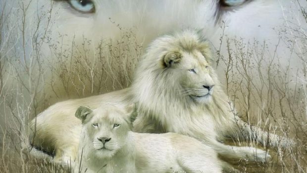 HD White Lion Photo.