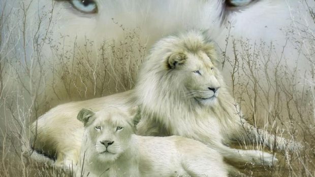 HD White Lion Photo.