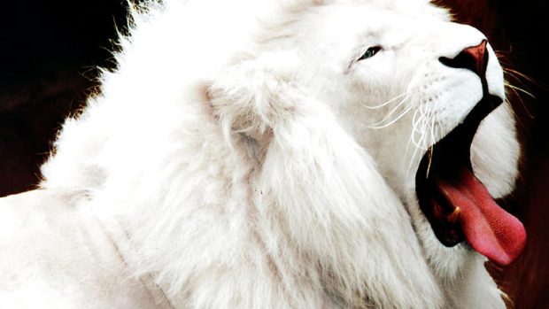 HD White Lion Photos.