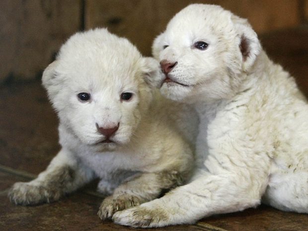 HD White Lion Picture.