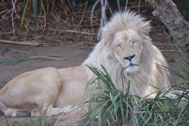 HD White Lion Pictures.