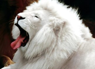 HD White Lion Wallpapers.