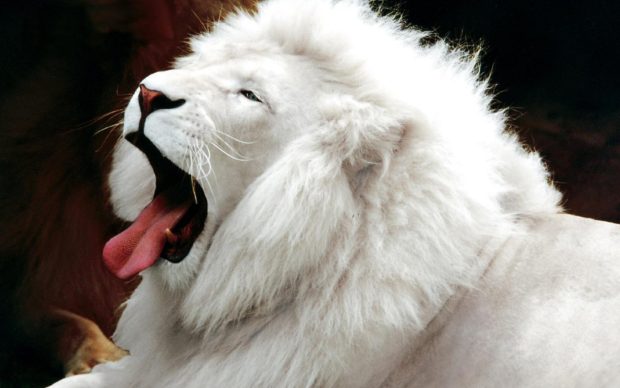 HD White Lion Wallpapers.