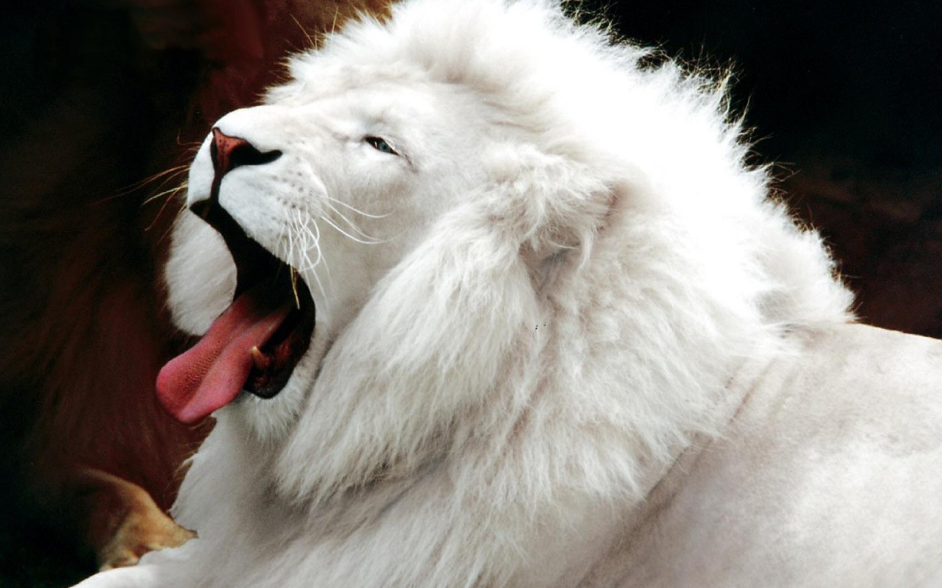 Download Free White Lion Backgrounds 