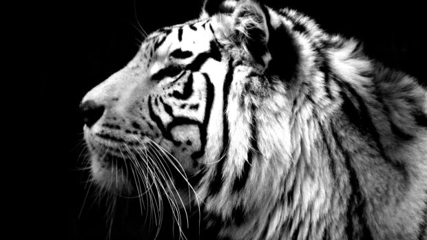 HD White Tiger Background.