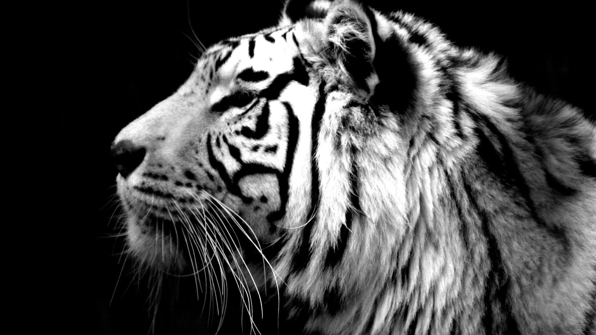 White Tiger Wallpapers Free Download 