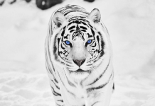 HD White Tiger Wallpaper.