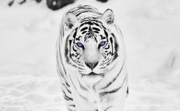 HD White Tiger Wallpaper.