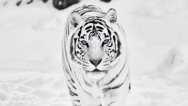 HD White Tiger Wallpaper.