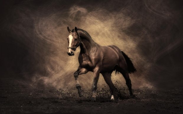 Horse Abstract HD Wide.