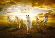 Horse herd sunshine awesome wallpaper.