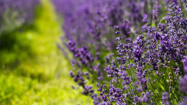 Lavender Flower Background HD.