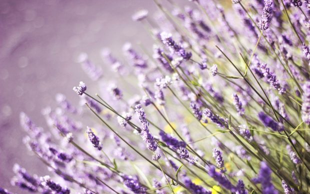 Lavender Flower Backgrounds.